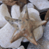 Sea Star Made From Soap Stone HA-4661-3 Sea Star Made From Soap Stone HA-4661-3